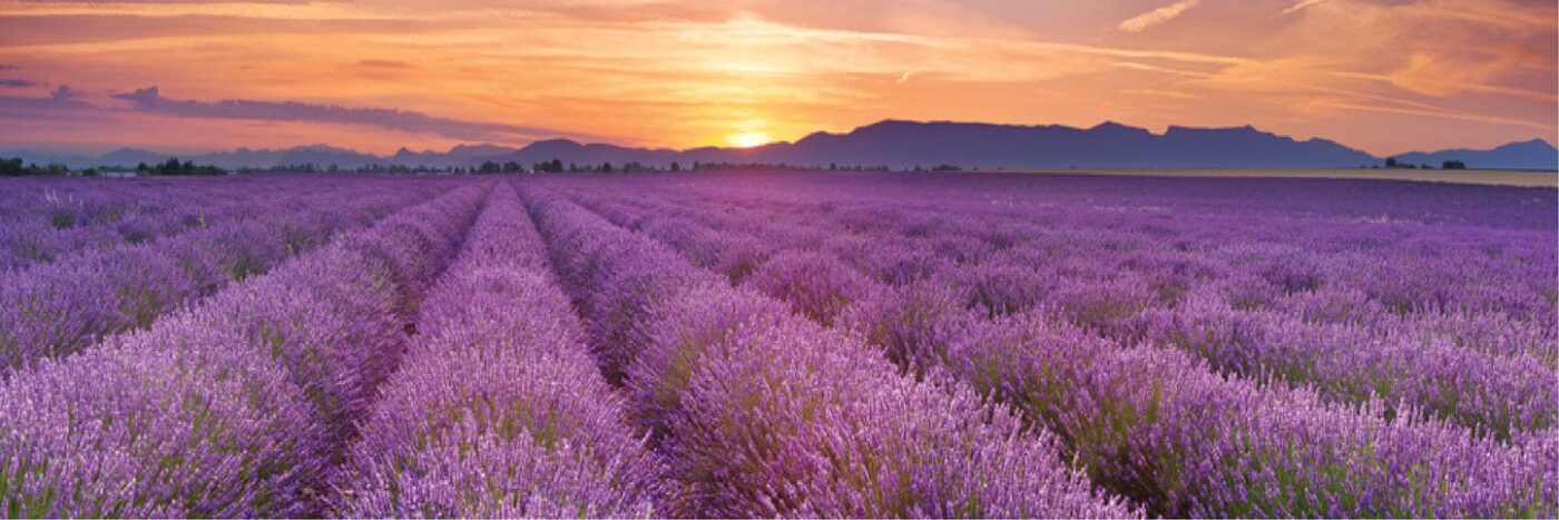 Panoramic Canvas Lavender Field High Quality 100% Australian made wall Canvas Print ready to hang - Image 2