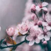 Macro Cherry Blossom Tree Branch Wall Art Decor 100% Australian Made - Image 3