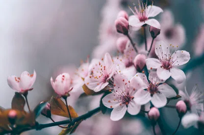 Macro Cherry Blossom Tree Branch Wall Art Decor 100% Australian Made - Image 3