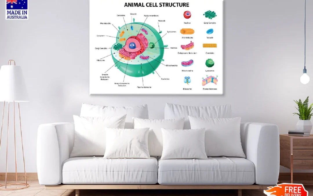Animal Cell Anatomy Infographics Vector Art Print 100% Australian Made