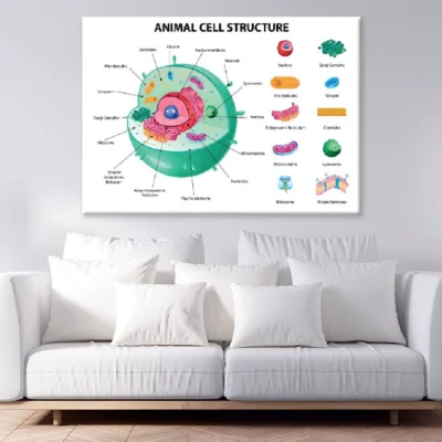 Animal Cell Anatomy Infographics Vector Art Print 100% Australian Made