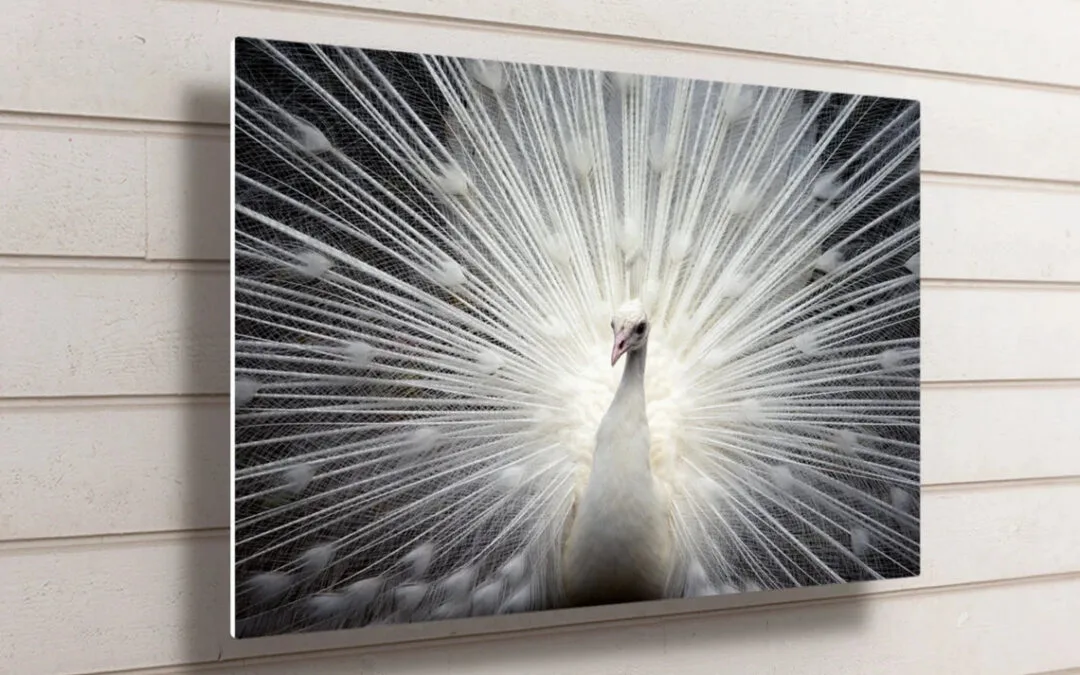 White Peacock UV Direct Aluminum Print Australian Made Quality