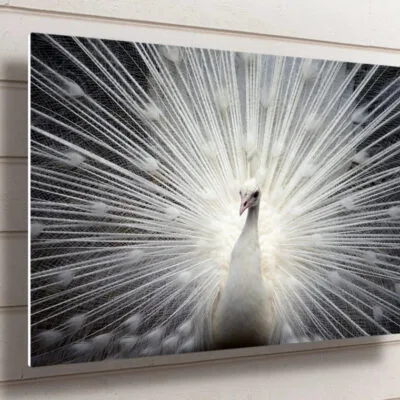 White Peacock UV Direct Aluminum Print Australian Made Quality
