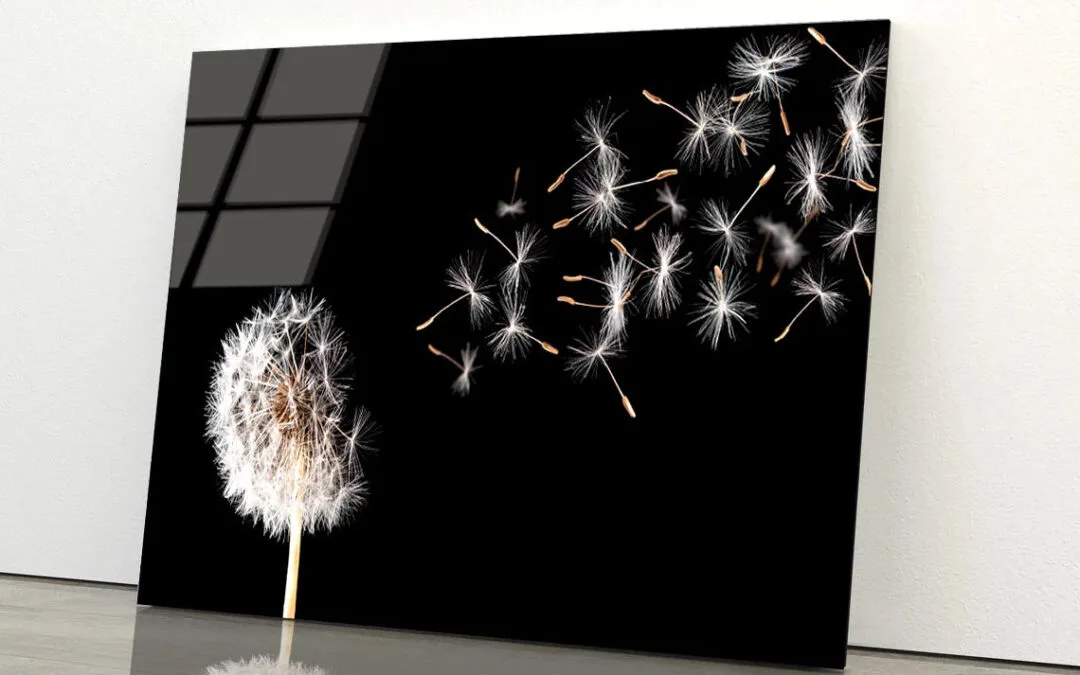 Dandelion On Black Background Acrylic Glass Print Tempered Glass Wall Art 100% Made in Australia Ready to Hang