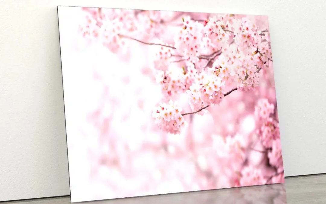 Cherry Blossom In Full Bloom Acrylic Glass Print Tempered Glass Wall Art 100% Made in Australia Ready to Hang