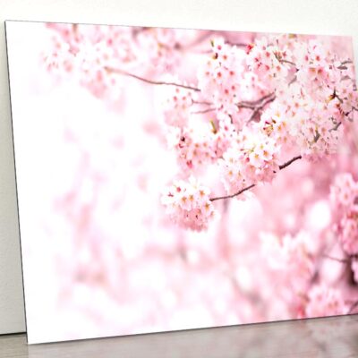 Cherry Blossom In Full Bloom Acrylic Glass Print Tempered Glass Wall Art 100% Made in Australia Ready to Hang