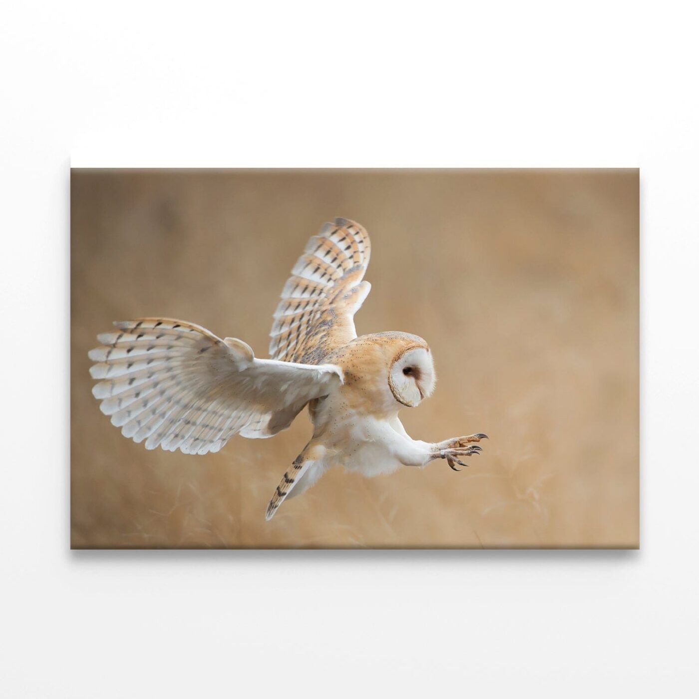 White & Beige Barn Owl Flying Print 100% Australian Made - Image 2