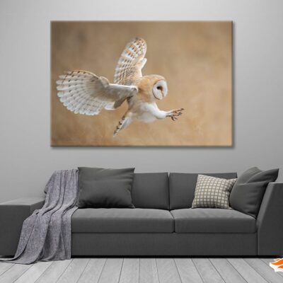 White & Beige Barn Owl Flying Print 100% Australian Made