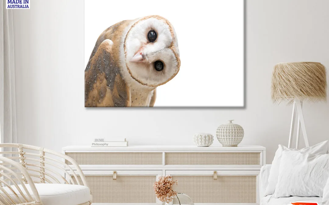 White and Brown Barn Owl Resting Print 100% Australian Made