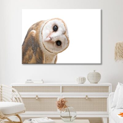White and Brown Barn Owl Resting Print 100% Australian Made