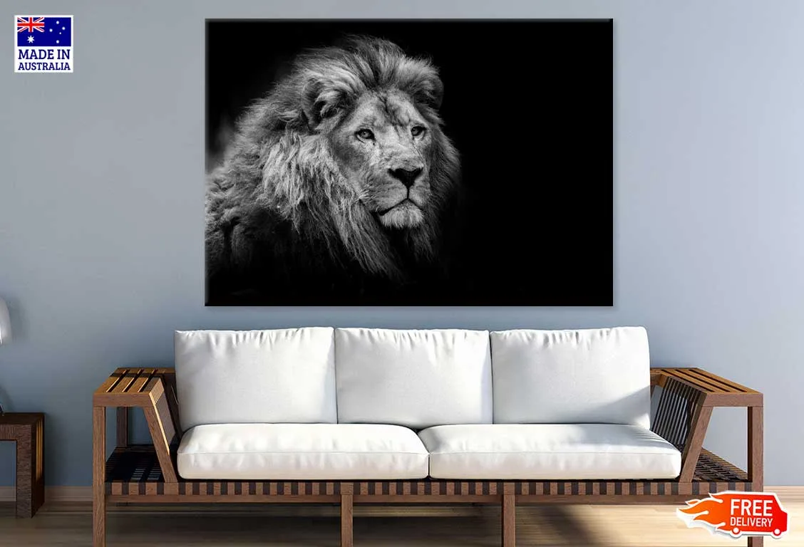 Lion on Dark B&W Photograph Print 100% Australian Made - Image 2