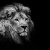 Lion on Dark B&W Photograph Print 100% Australian Made - Image 3