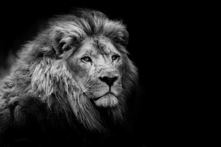 Lion on Dark B&W Photograph Print 100% Australian Made - Image 3