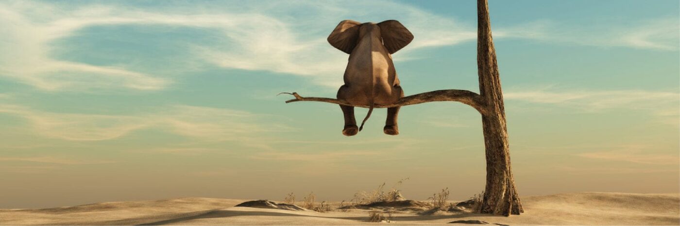 Panoramic Canvas Elephant on a Tree High Quality 100% Australian made wall Canvas Print ready to hang - Image 2