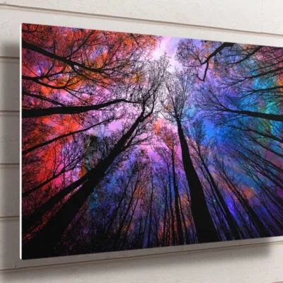 Tree Canopy Night Sky UV Direct Aluminum Print Australian Made Quality