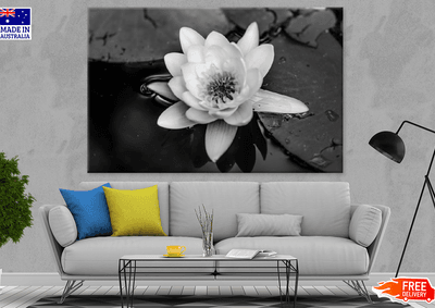 Lotus Flower On Water B&W Photograph Print 100% Australian Made