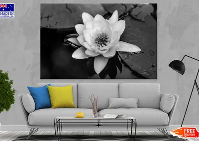 Lotus Flower On Water B&W Photograph Print 100% Australian Made