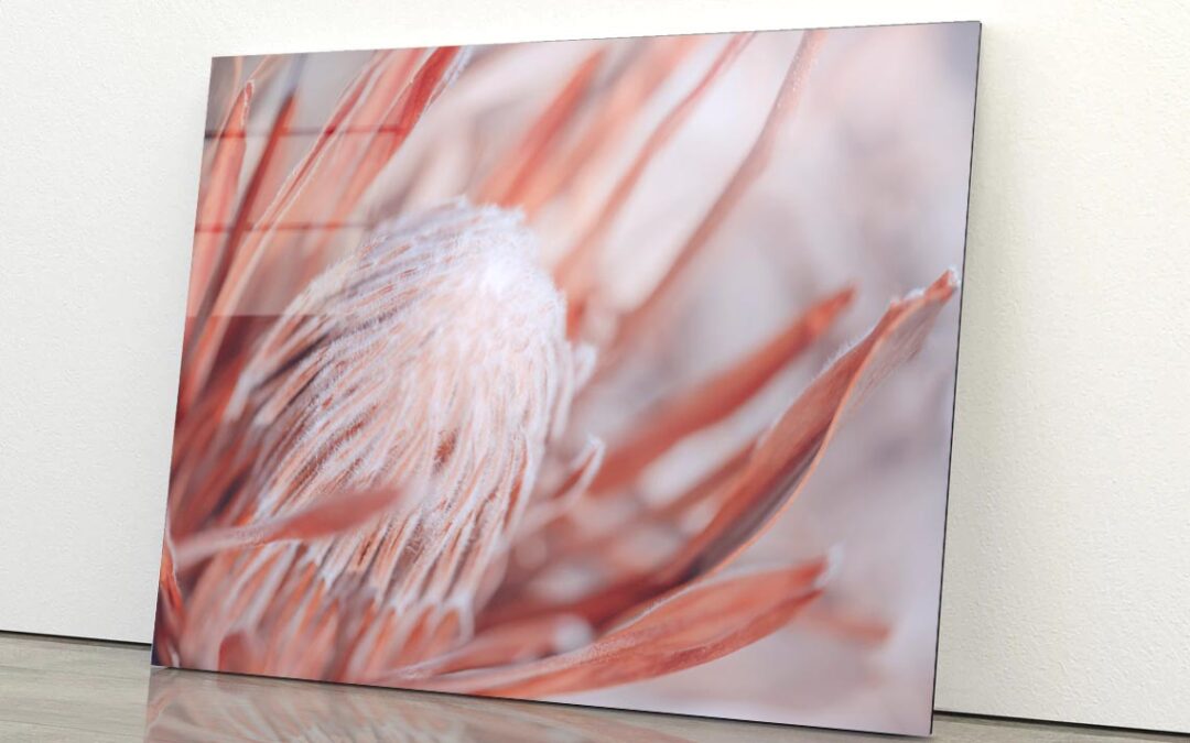Dried Protea Plant. Floral Background Acrylic Glass Print Tempered Glass Wall Art 100% Made in Australia Ready to Hang