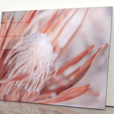 Dried Protea Plant. Floral Background Acrylic Glass Print Tempered Glass Wall Art 100% Made in Australia Ready to Hang