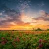 Sun Set Landscape with A Wild Field Full of Purple Flowers Wall Art Decor 100% Australian Made - Image 3