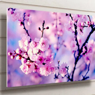 Purple Cherry Blossom Flower UV Direct Aluminum Print Australian Made Quality