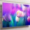 Tulip Flower UV Direct Aluminum Print Australian Made Quality