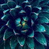 Bella Home Dark Green Cactus Flower Abstract Print Canvas Ready to hang - Image 4