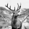 Black & white Deer 100% Australian Made - Image 2