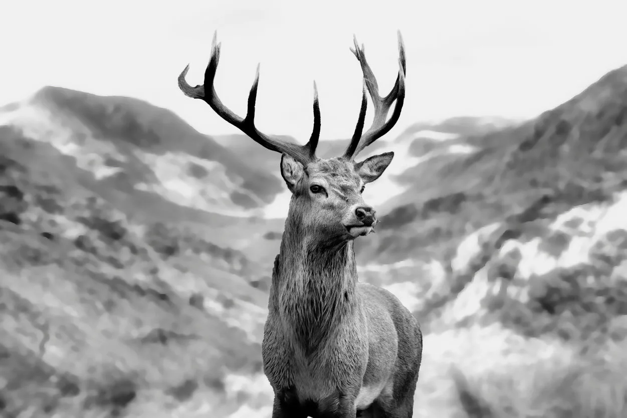 Black & white Deer 100% Australian Made - Image 2