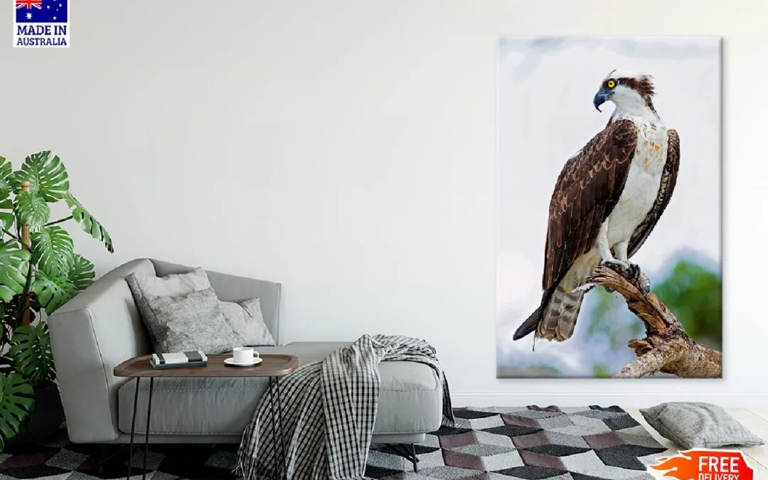 Osprey Eagle on Tree Branch View Photograph Print 100% Australian Made