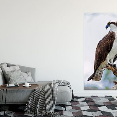 Osprey Eagle on Tree Branch View Photograph Print 100% Australian Made