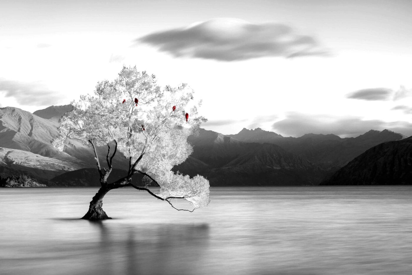 Red Birds on Tree B&W View Photograph Print 100% Australian Made - Image 3