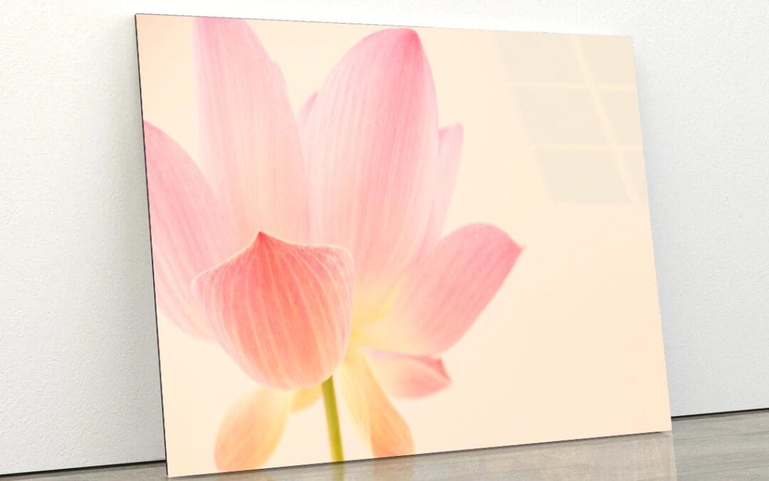 Pink Flower With a White Background Acrylic Glass Print Tempered Glass Wall Art 100% Made in Australia Ready to Hang