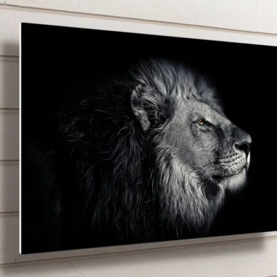 African Lion UV Direct Aluminum Print Australian Made Quality