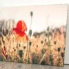 Poppy Plants in The Evening Light Acrylic Glass Print Tempered Glass Wall Art 100% Made in Australia Ready to Hang