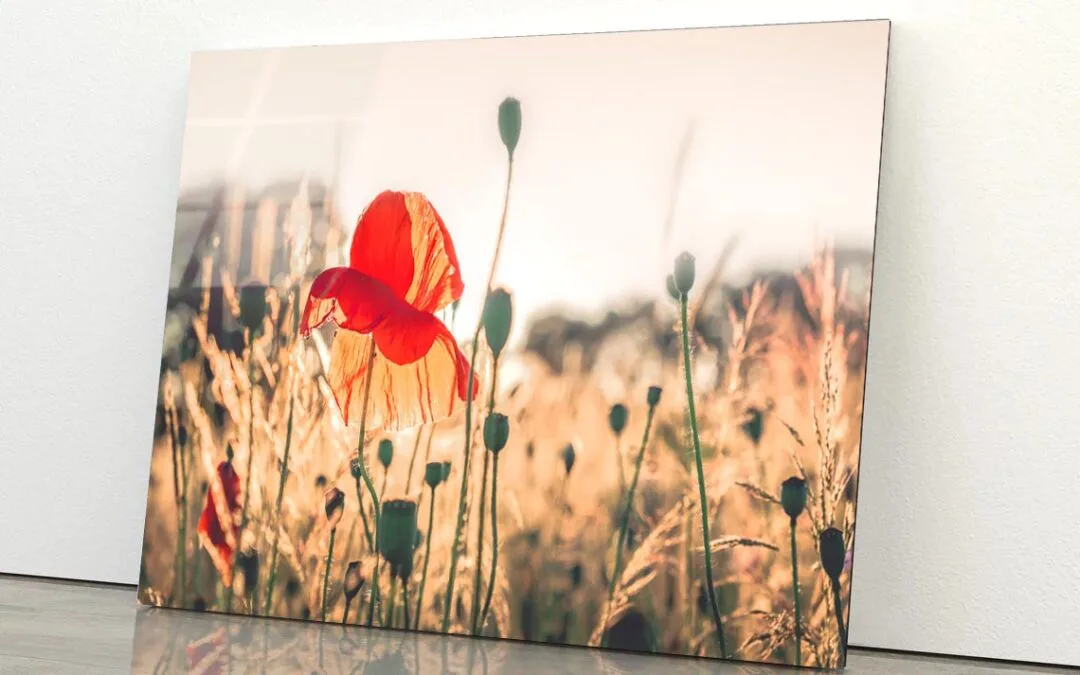 Poppy Plants in The Evening Light Acrylic Glass Print Tempered Glass Wall Art 100% Made in Australia Ready to Hang