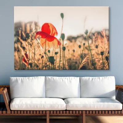 Poppy Plants in The Evening Light Wall Art Decor 100% Australian Made