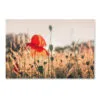 Poppy Plants in The Evening Light Acrylic Glass Print Tempered Glass Wall Art 100% Made in Australia Ready to Hang - Image 4