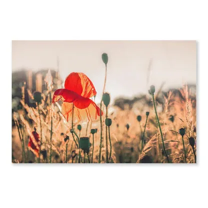 Poppy Plants in The Evening Light Acrylic Glass Print Tempered Glass Wall Art 100% Made in Australia Ready to Hang - Image 4