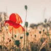 Poppy Plants in The Evening Light Acrylic Glass Print Tempered Glass Wall Art 100% Made in Australia Ready to Hang - Image 5