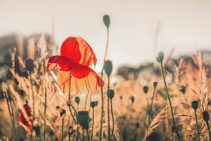 Poppy Plants in The Evening Light Acrylic Glass Print Tempered Glass Wall Art 100% Made in Australia Ready to Hang - Image 5