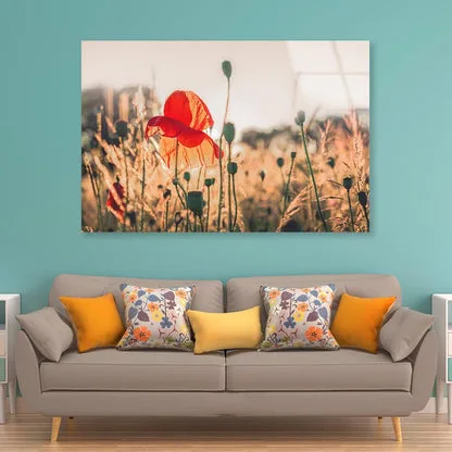 Poppy Plants in The Evening Light Acrylic Glass Print Tempered Glass Wall Art 100% Made in Australia Ready to Hang - Image 2