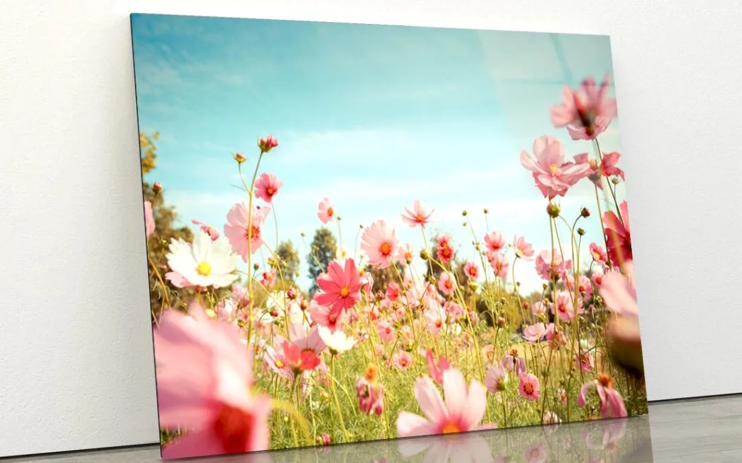 Cosmos Flower Blossom in Garden Acrylic Glass Print Tempered Glass Wall Art 100% Made in Australia Ready to Hang