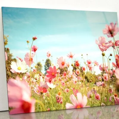 Cosmos Flower Blossom in Garden Acrylic Glass Print Tempered Glass Wall Art 100% Made in Australia Ready to Hang