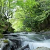 Rocky Riverside With Forest Home Decor Premium Quality Poster Print Choose Your Sizes - Image 3