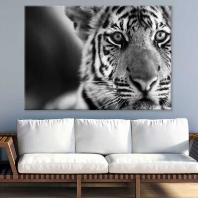 Tiger Face B&W Closeup Photograph Print 100% Australian Made