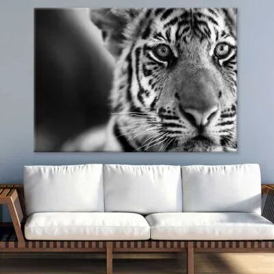 Tiger Face B&W Closeup Photograph Print 100% Australian Made