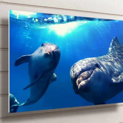 Dolphins Wall Art UV Direct Aluminum Print Australian Made Quality