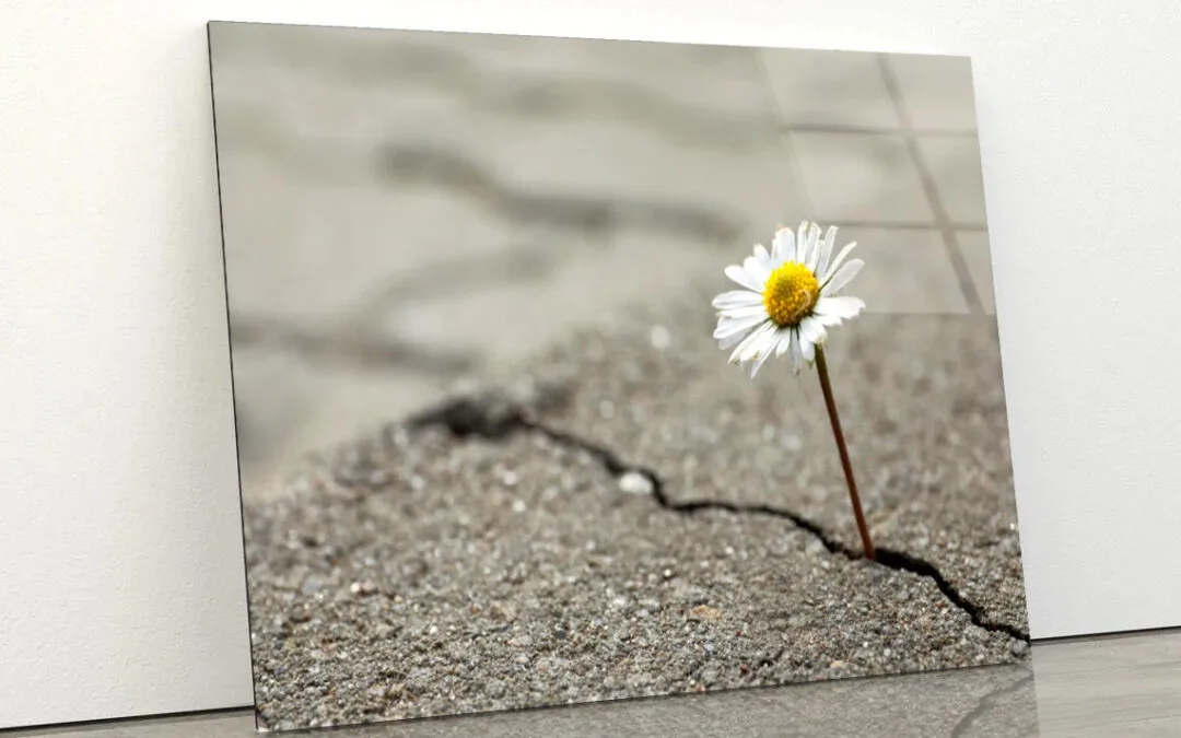 Beautiful Flower Growing Out of Crack in Asphalt Acrylic Glass Print Tempered Glass Wall Art 100% Made in Australia Ready to Hang
