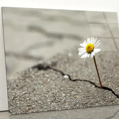 Beautiful Flower Growing Out of Crack in Asphalt Acrylic Glass Print Tempered Glass Wall Art 100% Made in Australia Ready to Hang